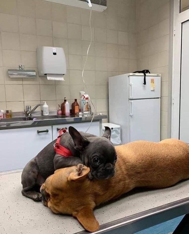 GallozziMrita's tweet photo. LA MAMMA È SEMPRE LA MAMMA...
Un piccolo intervento di routine, godono di ottima salute, soltanto quando hanno provato a staccare il piccolo dalla mamma, è scoppiato il finimondo, alla fine il veterinario ha trovato il rimedio più dolce è naturale del mondo. https://t.co/K8xP5zIMea