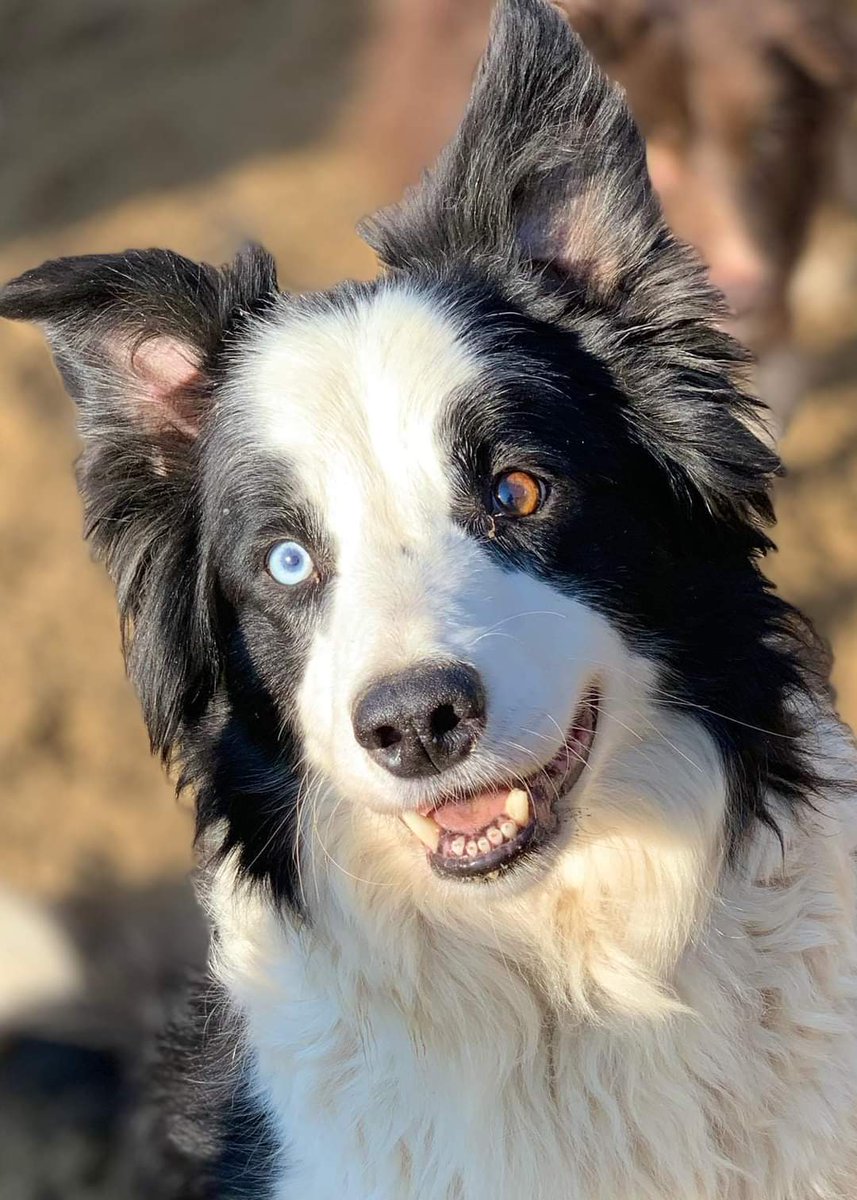 Hi I'm BOB 💙 I'm about 5/6 years old and looking for  a new home. I would love an active but quieter household. I love playing ball🥎
I'm very nice, love people &amp; dogs and actually very handsome don't you think?  I'm in Pembrokeshire, Wales🏴󠁧󠁢󠁷󠁬󠁳󠁿 at the rescue.
#AvailableForAdoption