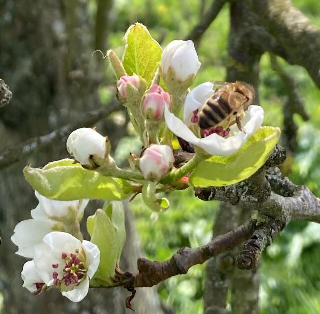 cmstealey's tweet photo. #BlossomWatch peach, damson &amp; pear https://t.co/r02y2vTTZy