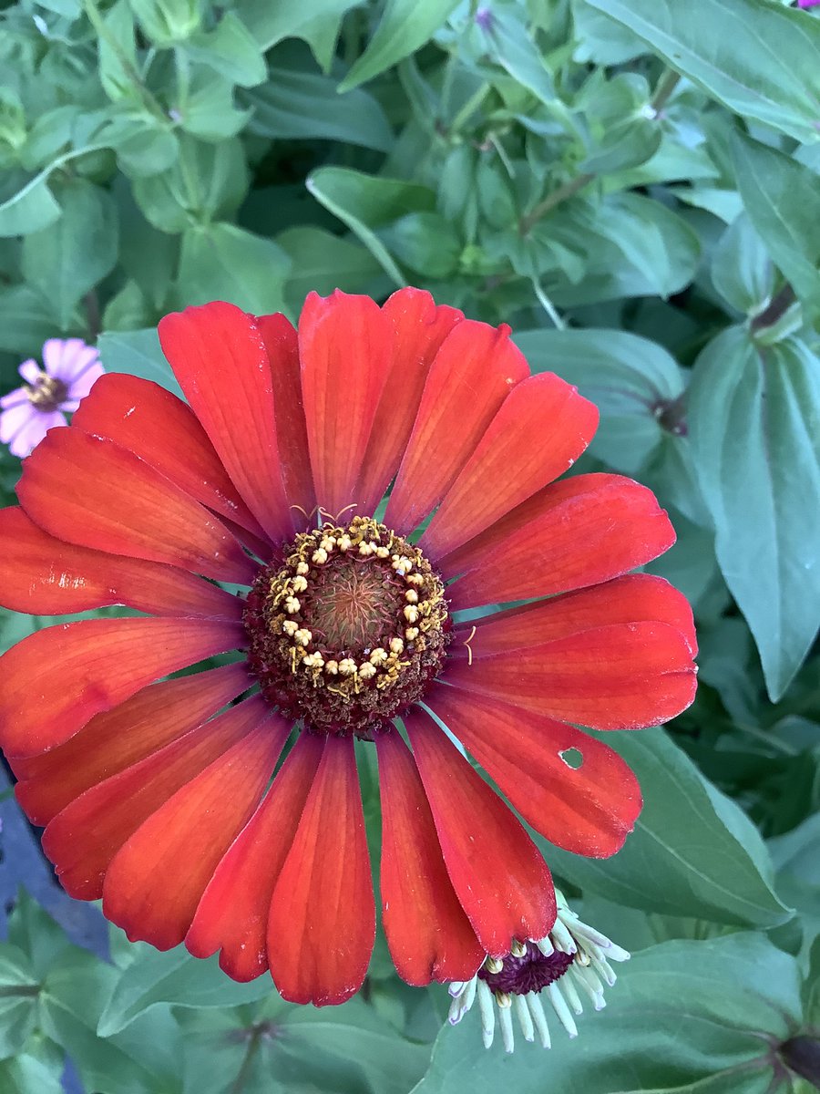 ben4114crypto's tweet photo. @GENESIS_SENSHI @GHARLIERA1 My hobby is taking pictures of flowers. It might not be very exciting for some but for me I like it a lot!

Discord: ben4114crypto#9946

@GENESIS_SENSHI #GENE_SIS https://t.co/3gi5Fhq6xP