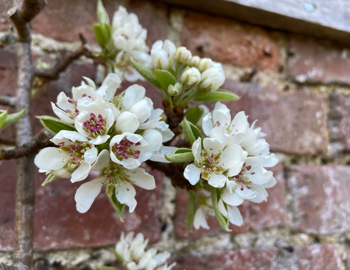 It's #BlossomWatch Day! Help us fill social media with pink, white and green as we celebrate hopeful spring days. Spread the joy by sharing photos of blossom, whether it's in your back garden or on your favourite walk. Remember to use #BlossomWatch or #GwleddYGwanwyn to join in🌸