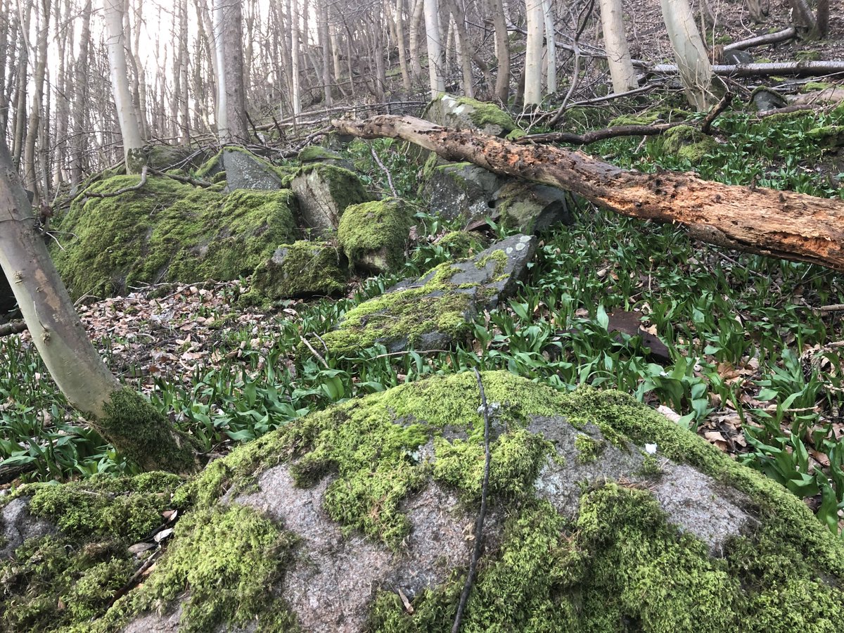 FalconDevChef's tweet photo. #EarthDay enjoying the abundance of sustainable wild foods right on my doorstep to #keepitcooking #foraging #wildgarlic #chefout #chefs #cooks #caterers @keepitcooking1 https://t.co/zU7kf5wKVz