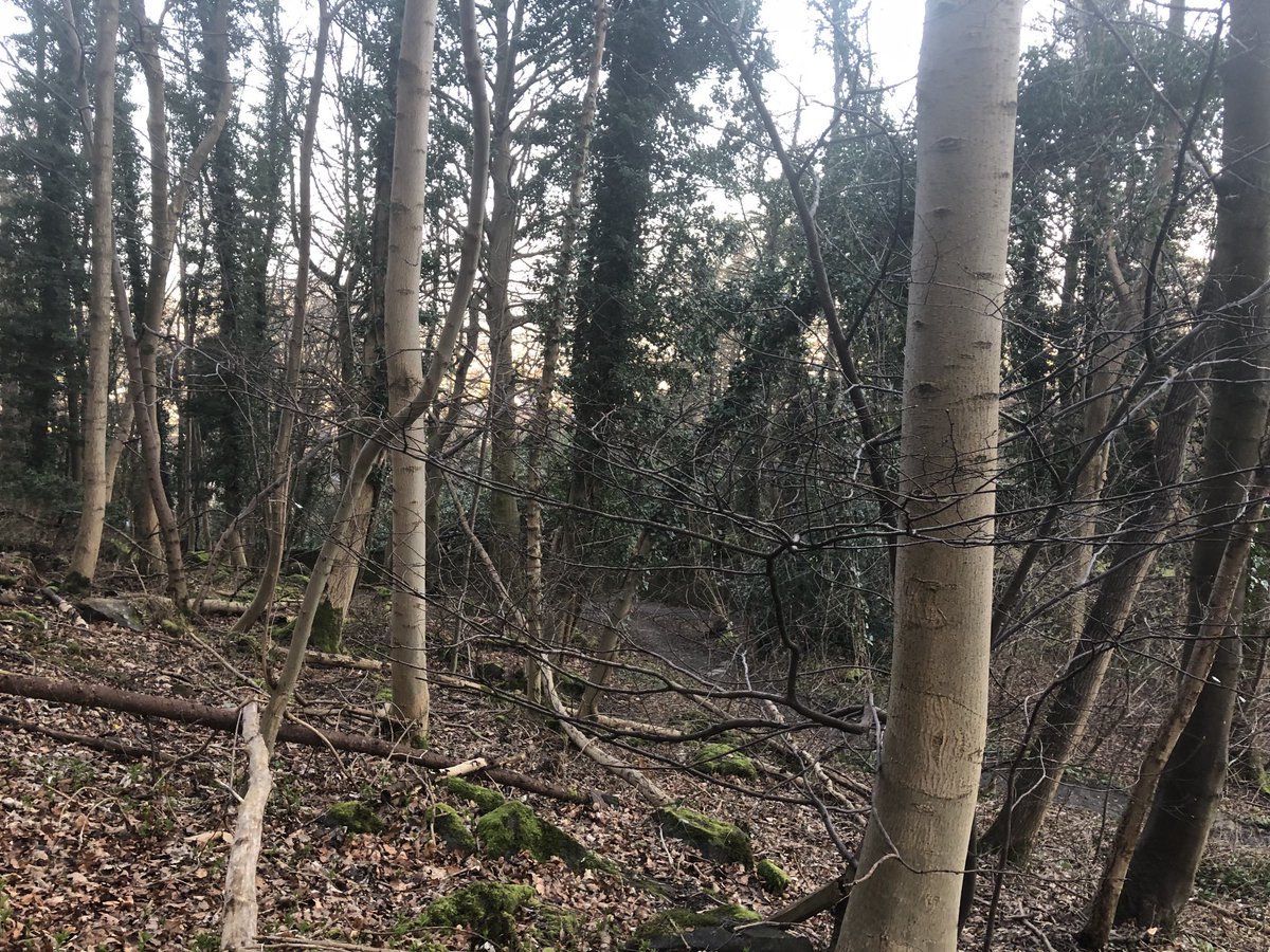 FalconDevChef's tweet photo. #EarthDay enjoying the abundance of sustainable wild foods right on my doorstep to #keepitcooking #foraging #wildgarlic #chefout #chefs #cooks #caterers @keepitcooking1 https://t.co/zU7kf5wKVz