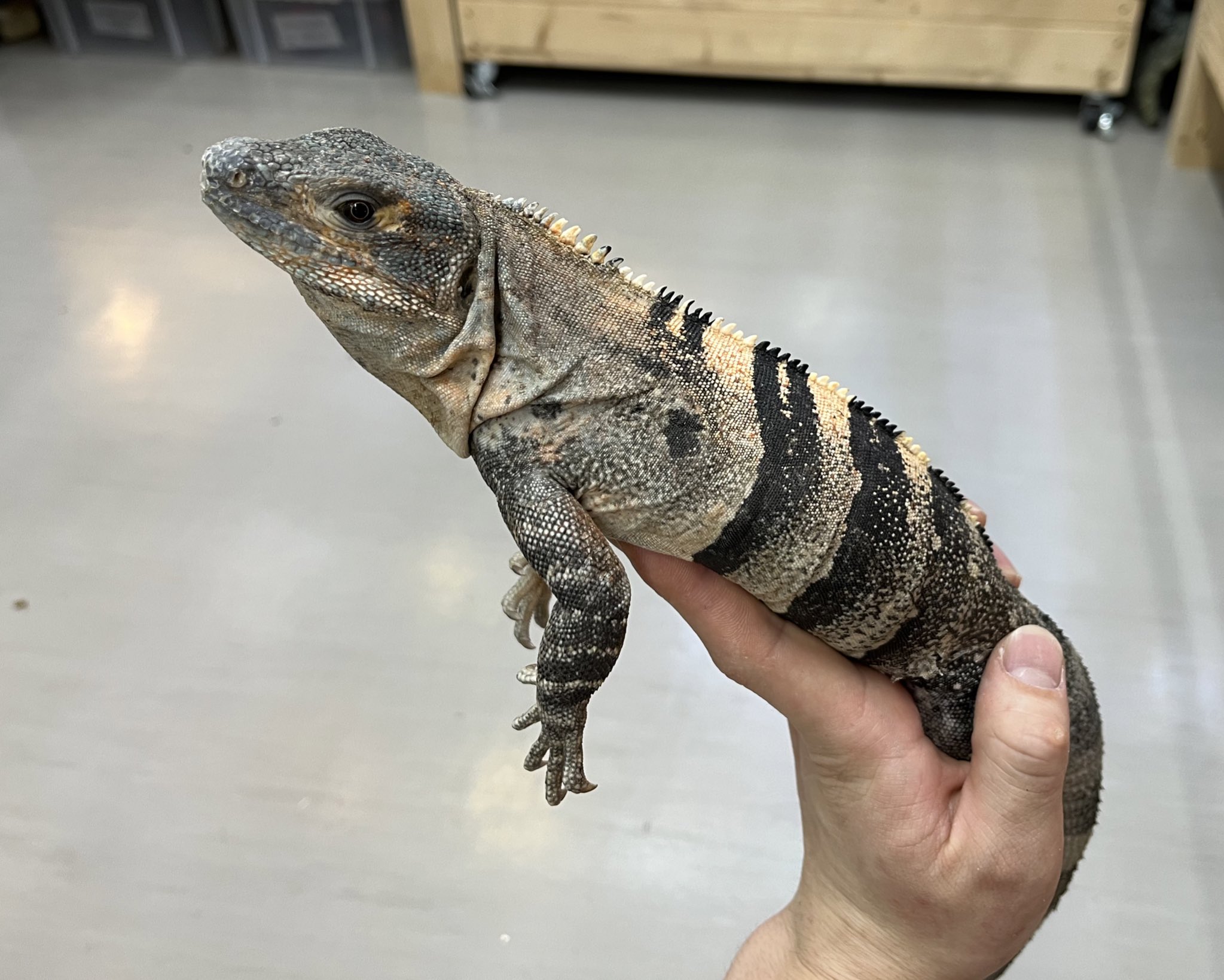 ツナギトゲオイグアナ。セレクト極美 | 爬虫類専門店 天