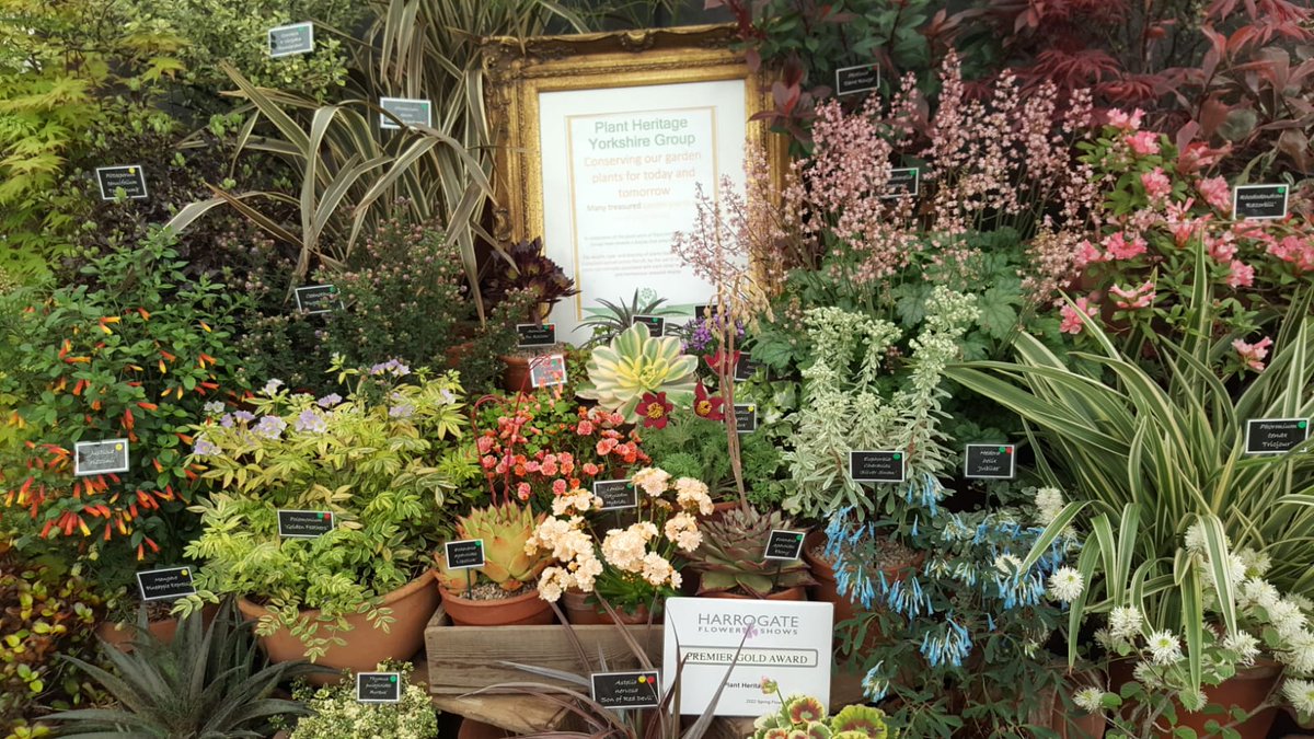 Plantheritage's tweet photo. Huge congratulations to the #Yorkshire group of Plant Heritage, who have won the Premier Gold award at the #Harrogate Spring Flower show with their stunning floral display.
Rare and unusual plants for sale too: https://t.co/9BHpGjUfkm
@HarrogateFlower #HarrogateShow https://t.co/DOPQRCR88h