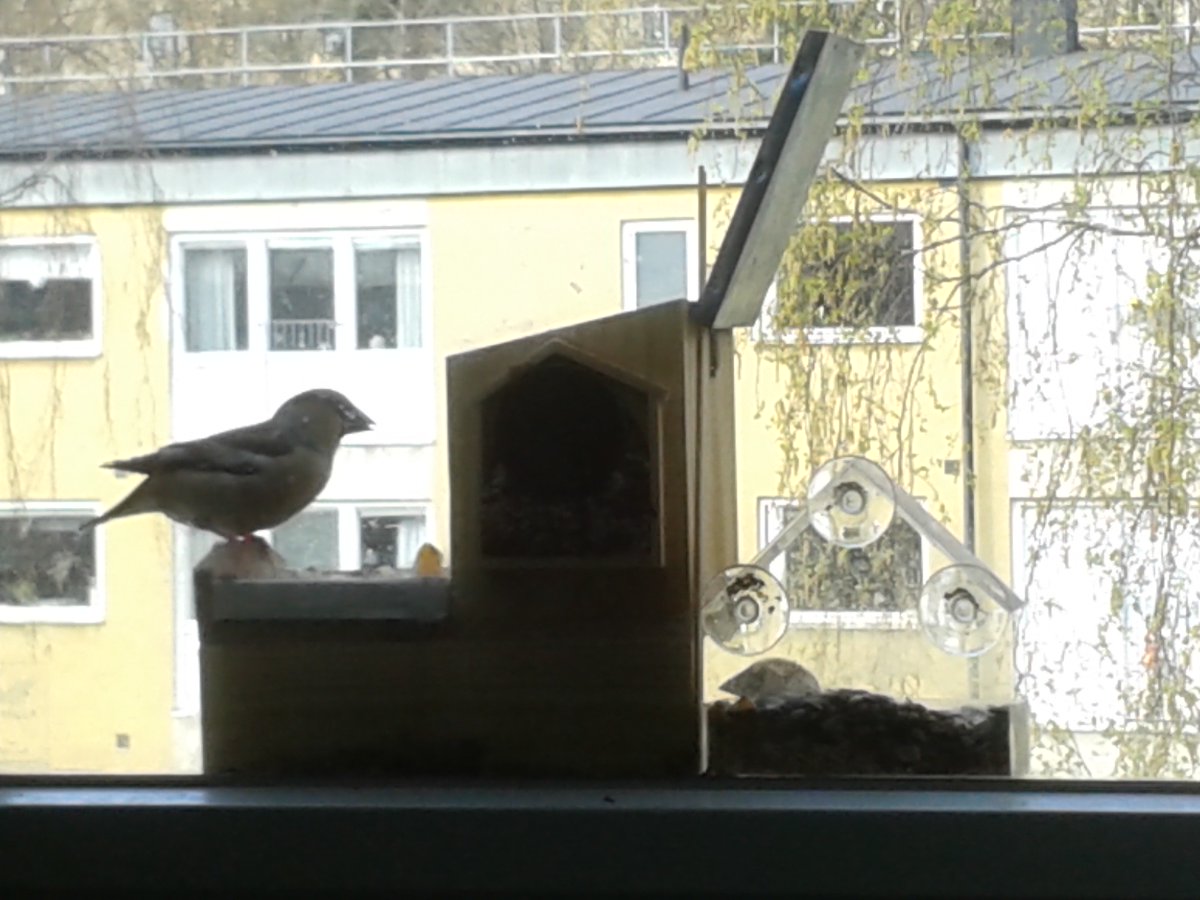 LarssssBe's tweet photo. My two Hawfinches having a late breakfast ❤️
The lid of the feeder is propped open to allow for fair-weather access for all.
Not just #WindowSquirrels & #SquirrelScrolling https://t.co/RDxM0ky6gg