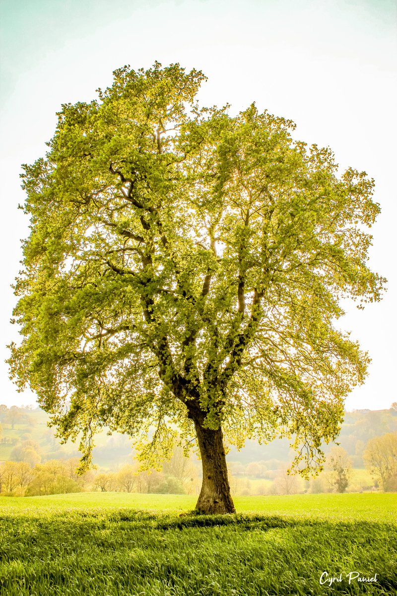 Le bonheur, c'est de savoir apprécier les choses simples et de les photographier ! 🌳📷

#bonheur #nature #manche #normandie