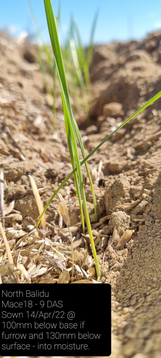 Excellent uniform emergence with long coleoptile Mace18 sown into deep moisture (100mm depth) at North Balidu WA. Great work @SlrAgriculture and great support <a href="/GRDCWest/">GRDC West</a> <a href="/theGRDC/">GRDC</a>