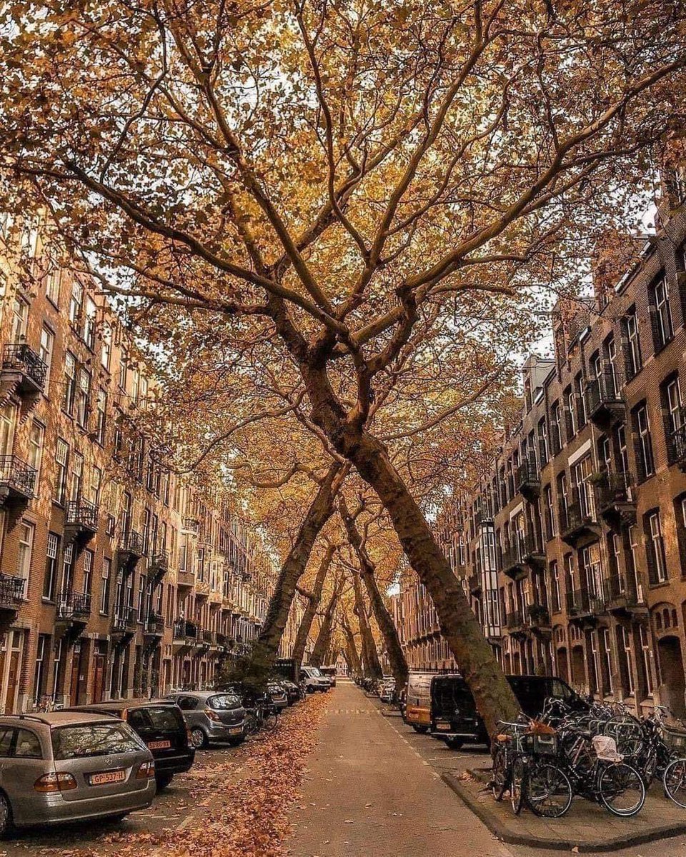 A tunnel of the tree of knights. Amsterdam The Netherlands 🇳🇱