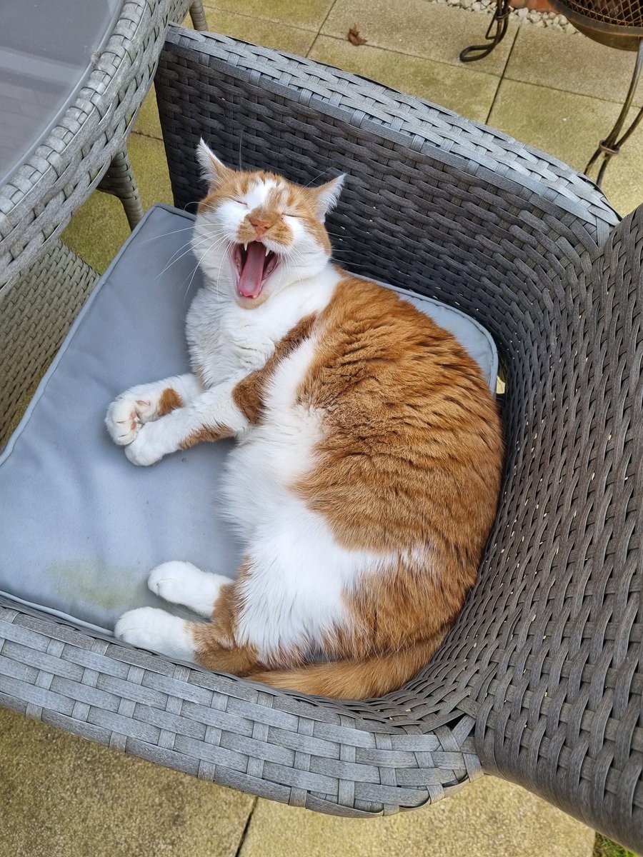 mitchells86's tweet image. #Caturday 😛