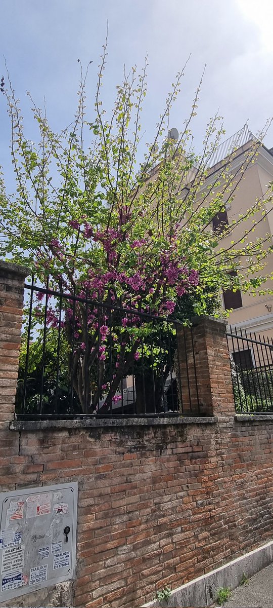 _Barbara_04's tweet photo. È primavera...
Svegliatevi bambine...
#InFiore https://t.co/1xVgrcC54k