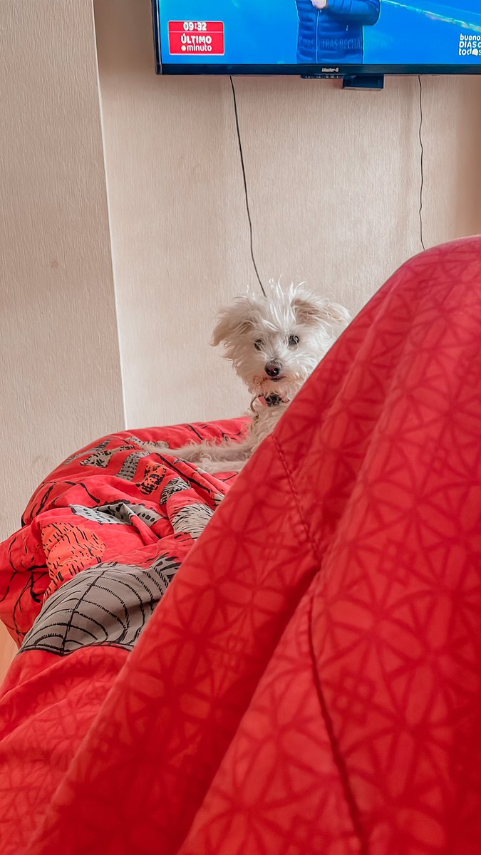 Camila Martínez S. tweet media