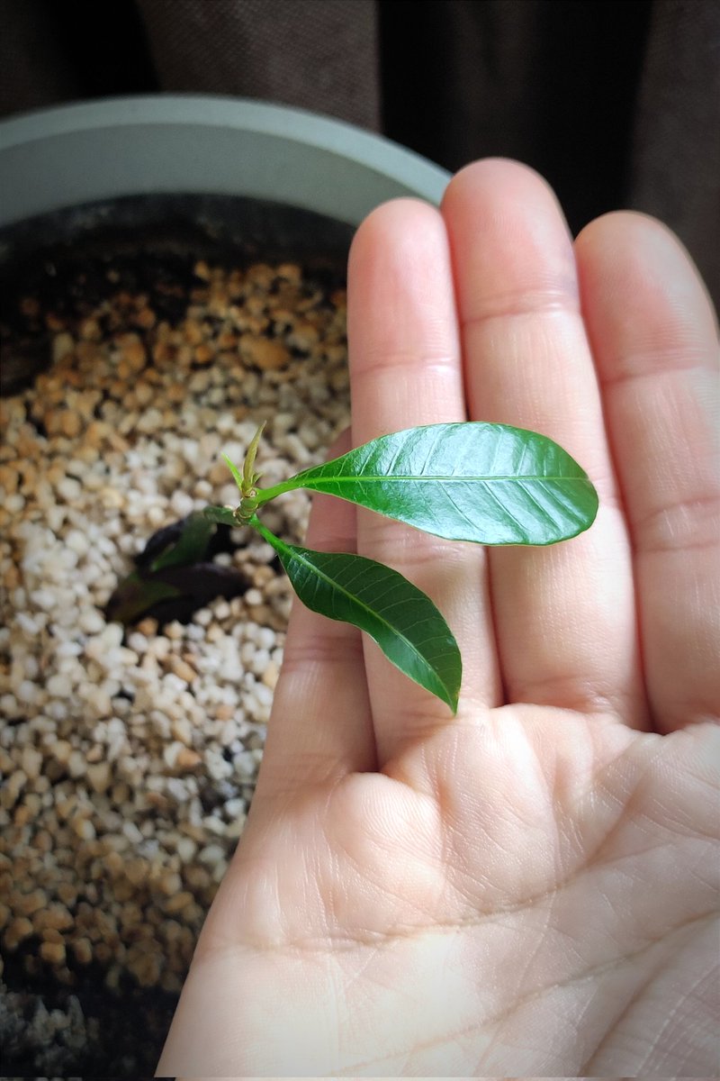 kmotra_liska's tweet photo. Sobotní #MiniMango:
nové lístky raší dosti nadějně 🙂, ale už to bude chtít trochu přihnojit, mám tu pecku z avokáda, takže dostane napapat (rozmixovat a nasypat na zeminu, ideálně přidat trošku skořice - skvělá prevence proti plísním a škůdcům) https://t.co/yBx7mFqzDP