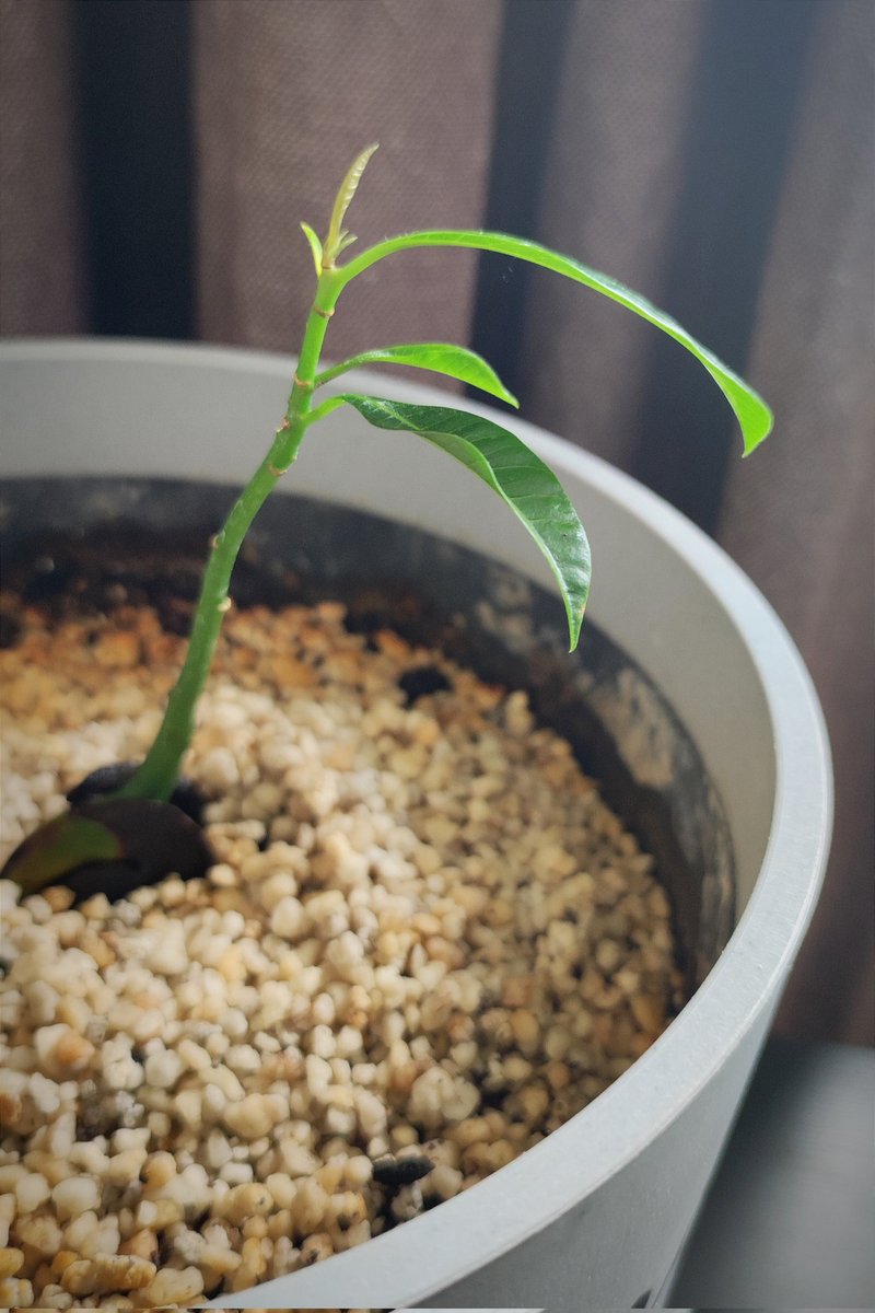 kmotra_liska's tweet photo. Sobotní #MiniMango:
nové lístky raší dosti nadějně 🙂, ale už to bude chtít trochu přihnojit, mám tu pecku z avokáda, takže dostane napapat (rozmixovat a nasypat na zeminu, ideálně přidat trošku skořice - skvělá prevence proti plísním a škůdcům) https://t.co/yBx7mFqzDP