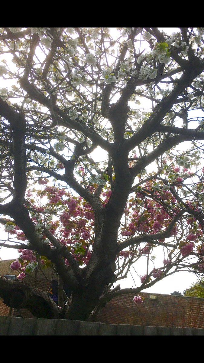 Just love blossom time!
#BlossomWatch