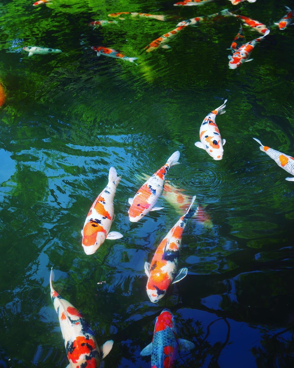 新緑の美しい色が池に溶け込む #日本庭園。錦鯉が池のなかを生き生きと