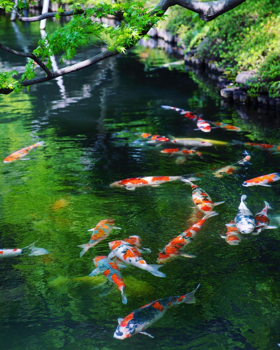 新緑の美しい色が池に溶け込む #日本庭園。錦鯉が池のなかを生き生きと