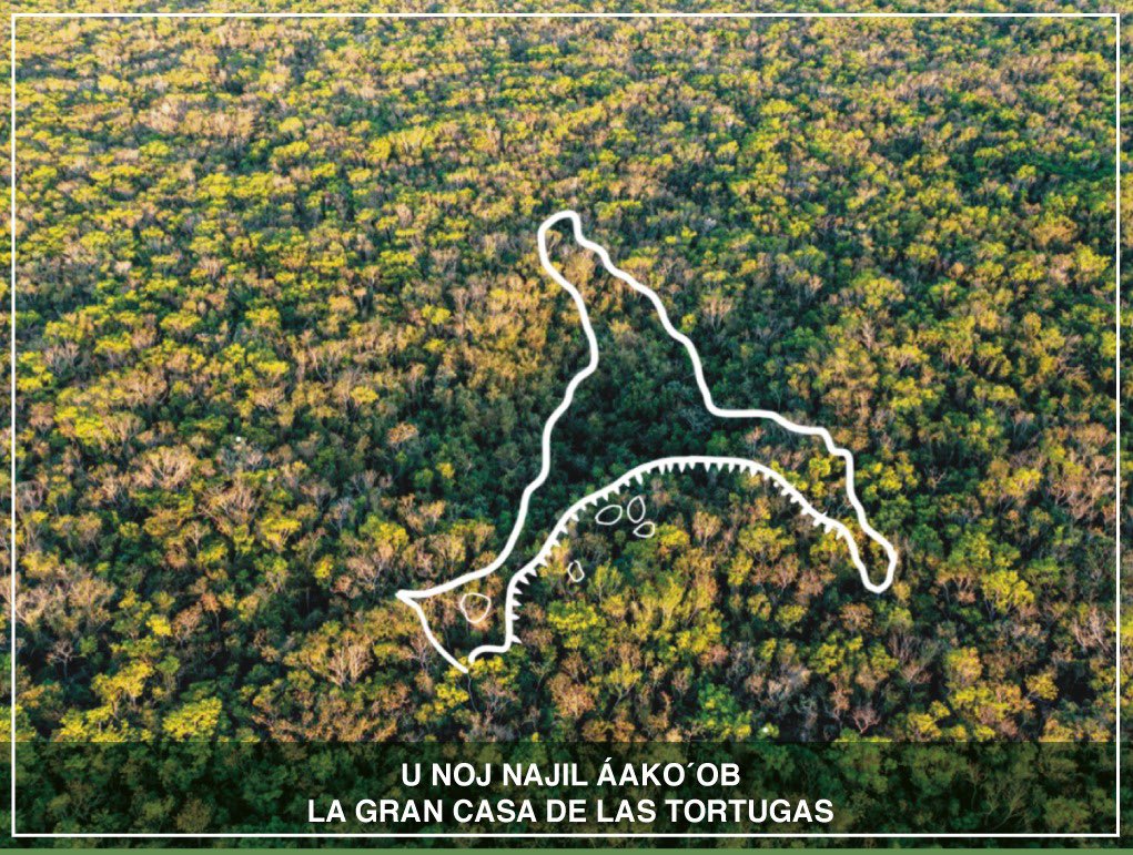 Hoy vamos a caminar por el tramo 5 sur del Tren “Maya” ¿ aún creen que ahí hay cenotes ? les mostraré porque no han cortado la vegetación en esa área que está en línea recta al trazo. 

Aquí lo que intentan esconder. 🧵👇🏽