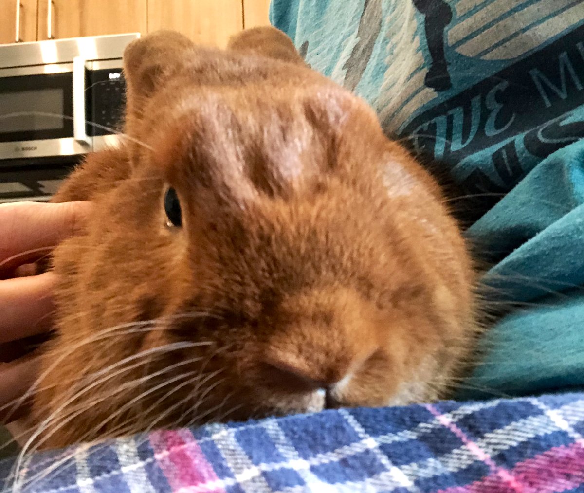 Pumpk_nSpice's tweet photo. I have a receding HARE 🐰line! 😲

#meh #hair #bunny #twitterbunny #recedinghairline #SaturdayThought 
#rabbitsoftwitter https://t.co/A1scR2YFaC