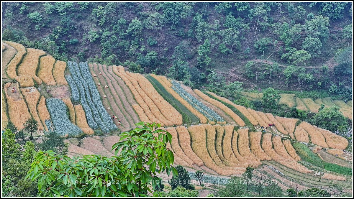 रुकुम (पश्चिम)को मुसीकोट नगरपालिका ७ गोदलीवाङमा लहलह हिउँदे बाली ।
 
यसपाली मौसम अनुकुल भएका कारण रुकुम (पश्चिम) र आसपासमा हिउँदे बालीको उत्पादन अघिल्लो बर्षको तुलनामा बढ्ने देखिएको छ । यतिबेला किसानलाई यही बाली भित्र्याउने चटारो छ ।
<a href="/officialgmnepal/">GMNEPAL</a>