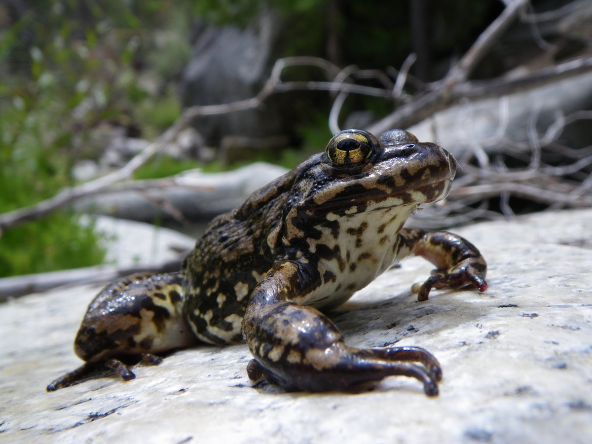 USGS's tweet image. National parks #sparkcuriosity in us all. For USGS &amp;amp; NPS scientists, they also offer a way to answer questions about the 🌎 around us. Many amphibian populations are 📉, but USGS-NPS research in national parks is 🔦 on why some #amphibians are disappearing ow.ly/jWzH50IP0lc