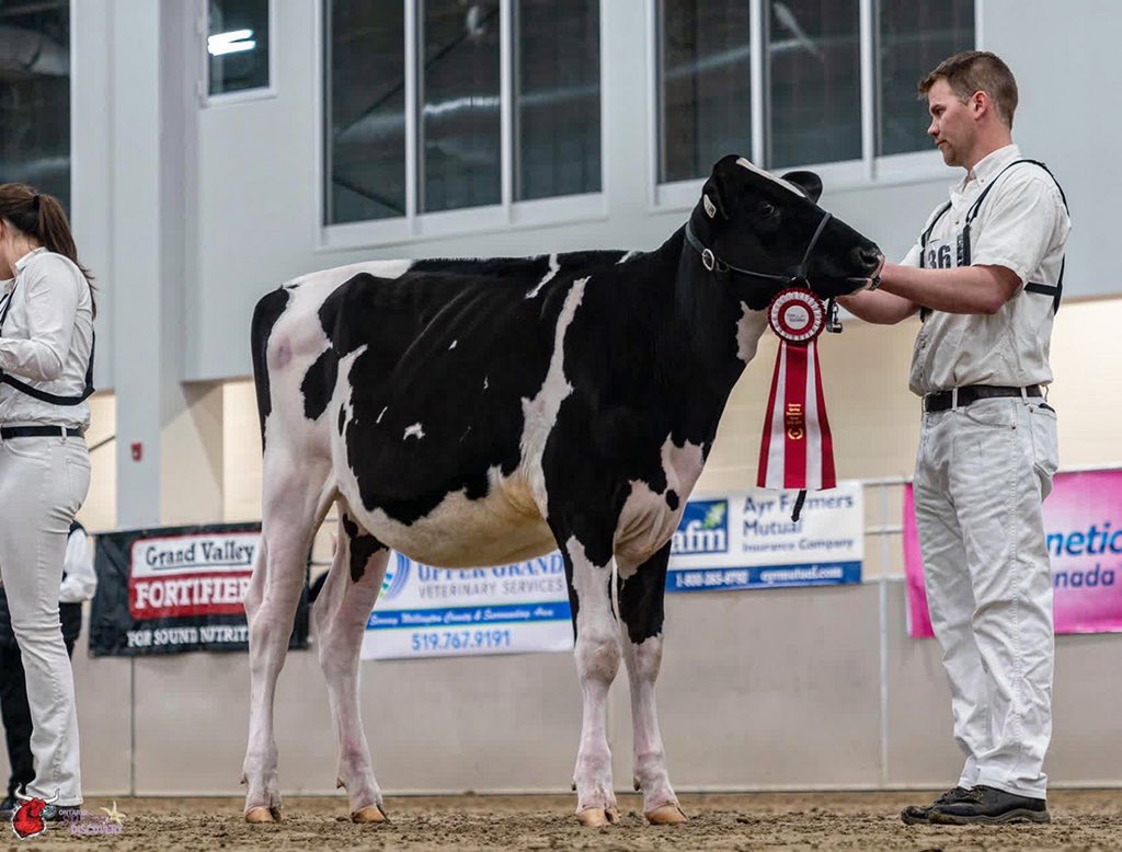 Kingsway Crushabull Lola, 1st Sr Calf &amp; Res Jr Champion Ontario spring show. She sold in the Kingsway tag sale! Congrats to her new owners 3Amigos, and Parallel genetics on their effort’s.