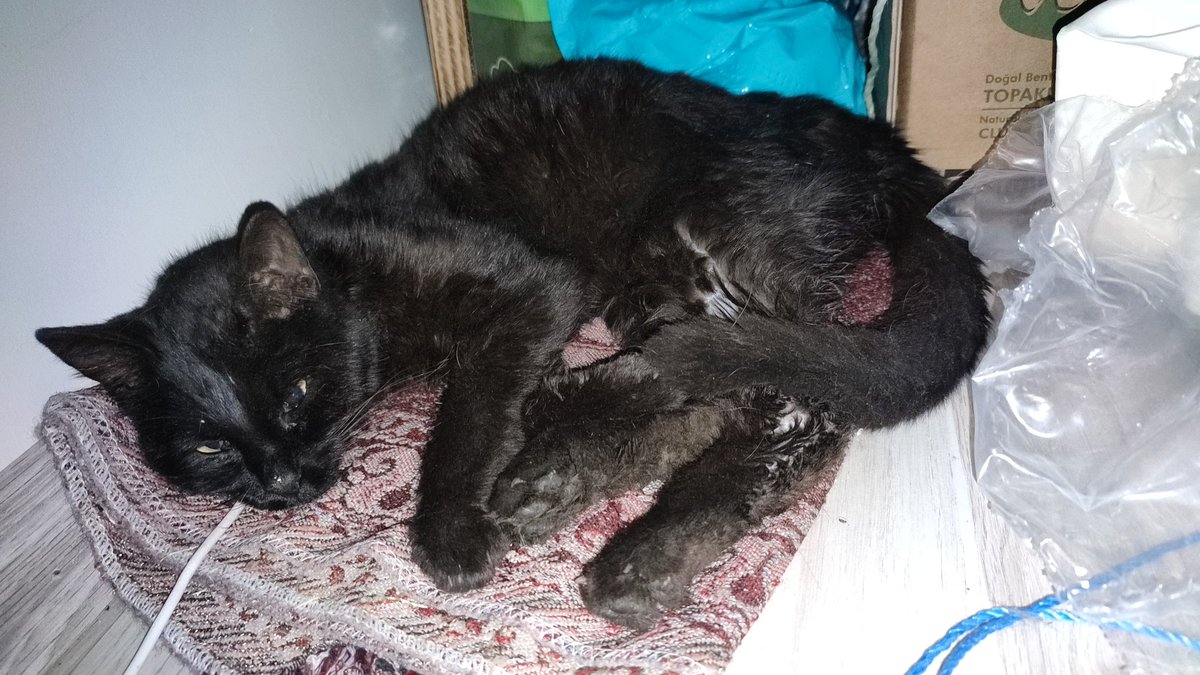 Üzülerek sokakta bugün bulduğum kediyi paylaşıyorum. Fip hastası olabileceğine dair endişeler var fakat tahliller ve eğer fip ise tedavi için desteğe ihtiyacım var. İstanbul Kartal'dayim. Yardim edecek biri çıkarsa en azından yaşaması için bir şansımız olur.
<a href="/lileveccoo/">lilevecco</a>