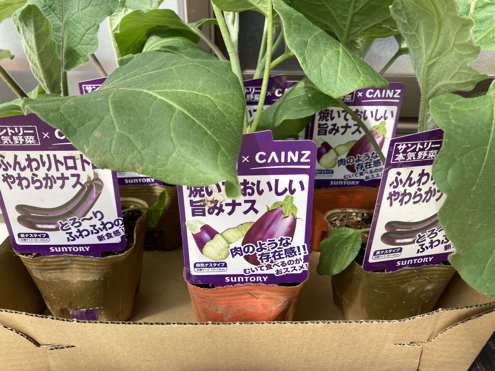 カブトムシハンターアスカ さあ今年も家庭菜園 の季節だな まずはナスがらね 秋茄子 は嫁さ食わすな 姑にイズメらぃだっきゃわーんとご来い めぇ茄子 食わすてけるはんでな 生姜焼ぎがいが それども麻婆茄子が ついでに元気でカッコ