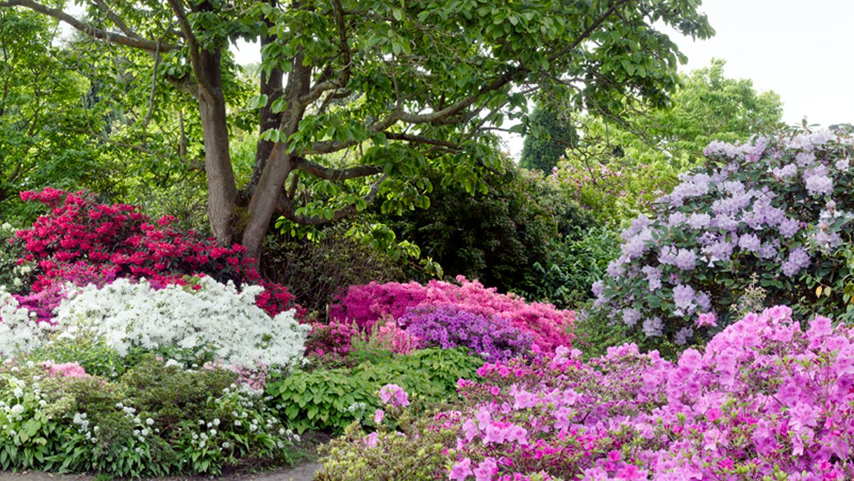 bordehillgarden's tweet photo. The evergreen azaleas @bordehillgarden are bursting with colour. Come an enjoy their stunning displays of pinks, reds, purples and whites. They're an asset to any garden and thrive in acid soil #azaleas #floweringshrubs #azaleasinbloom #springflowers https://t.co/xmiouT6t5F