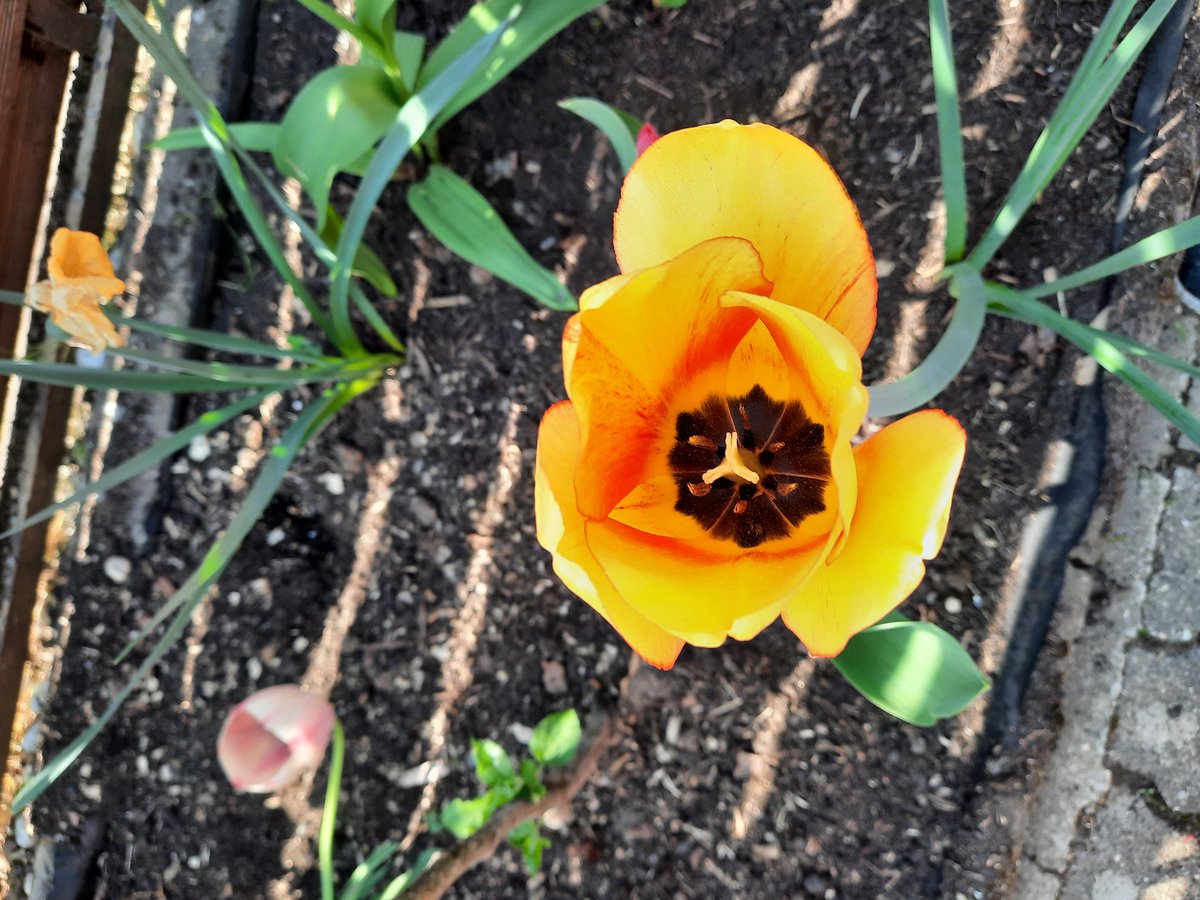 Die Blumen in unserem Garten