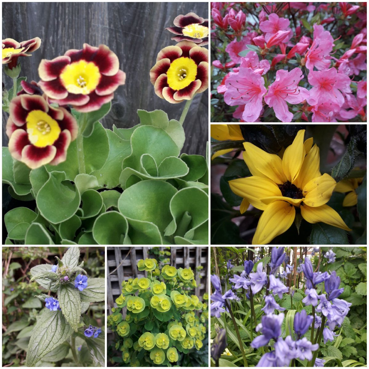 KateSalter3's tweet photo. Time of year when the garden changes almost in front of your eyes  #SixOnSaturday #nature #Wellbeing https://t.co/9MAV7JU5mk