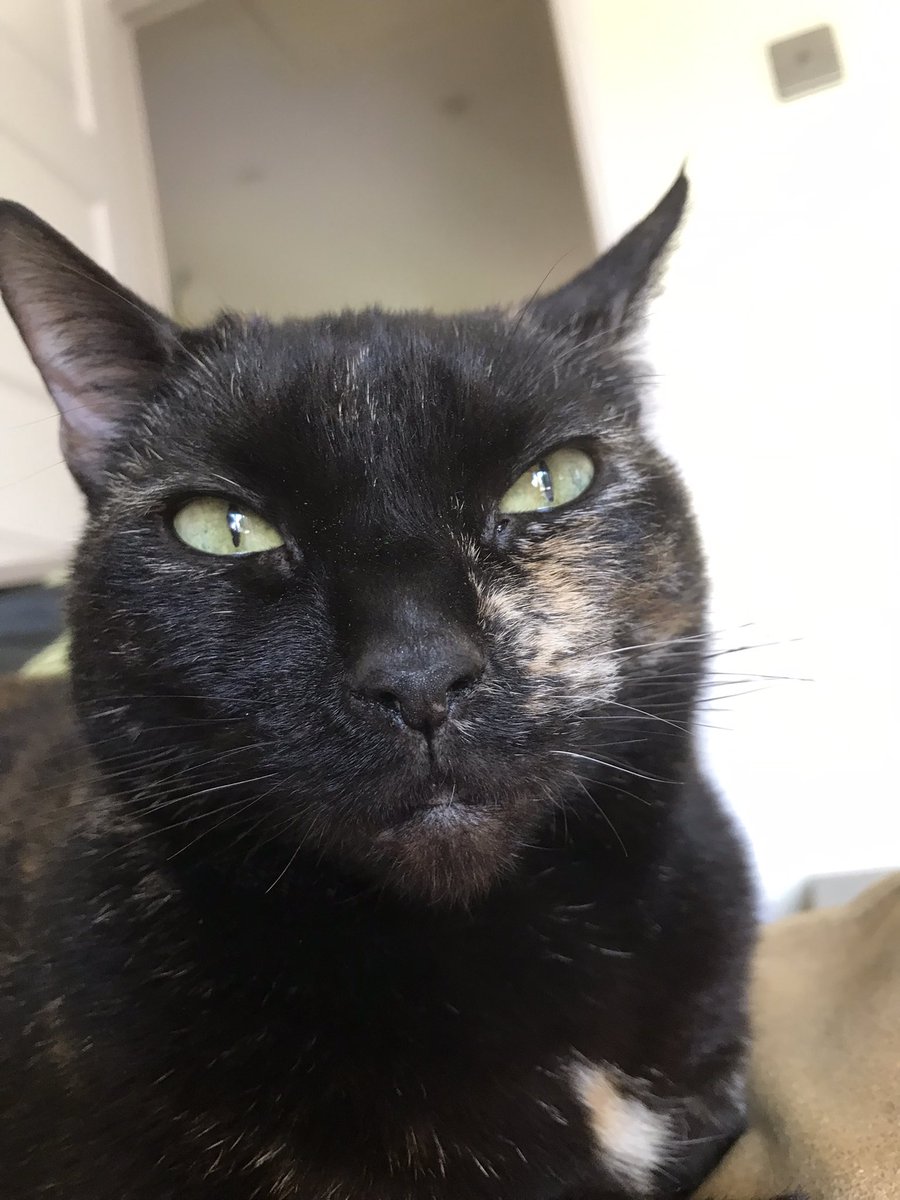 Happy #Caturday #CatsOfTwitter 🐈‍⬛💕🐾