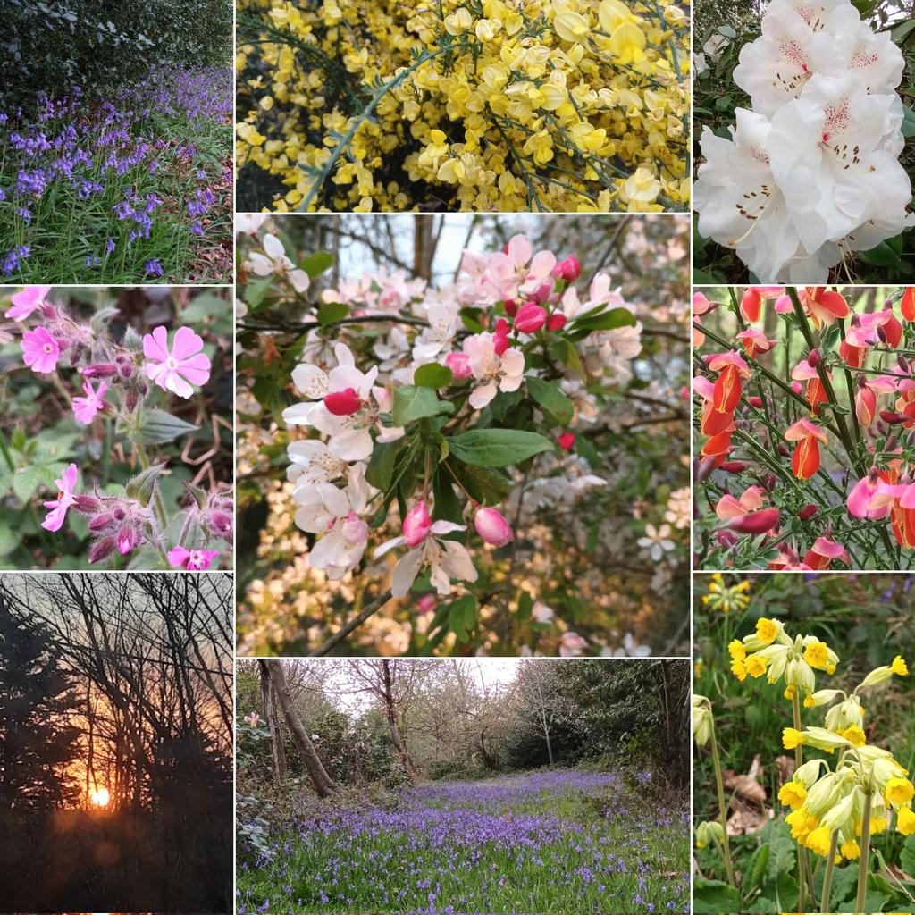 EmbroideredColl's tweet photo. #AprilAlphabetChallenge  day W for #WOODLANDS on my doorstep that give so much #positivejoy #creativeinspiration #beautifulcolour for everyone #walkingwithnature #freshair #mentalwellbeing #healthyexercise #EarthDays #Chilternwalks #cherryblossom #Bluebells #cowslips #UKGiftAM https://t.co/FIgHuINmmT