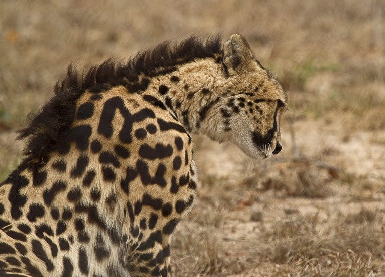 Bouteflikov's tweet photo. Le Guépard Royal est l’un des animaux/guépards les plus rares sur notre belle planète. C’est un guépard comme les autres dont l’apparence diffère à cause d’une mutation récessive. https://t.co/Sfa5H6g3NT