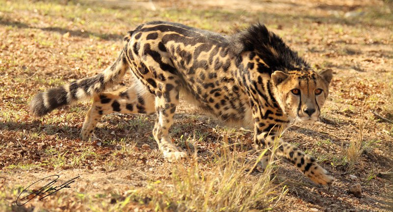 Bouteflikov's tweet photo. Le Guépard Royal est l’un des animaux/guépards les plus rares sur notre belle planète. C’est un guépard comme les autres dont l’apparence diffère à cause d’une mutation récessive. https://t.co/Sfa5H6g3NT