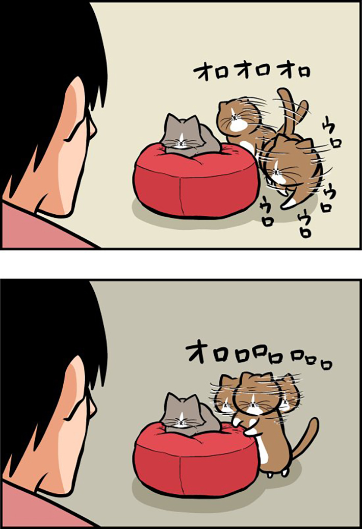 暴力で、クッションを奪った猫 その後の展開に「笑った」「メンタル強ェ」 https://t.co/Q3umltENjY @grapeejpより 