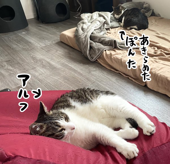 暴力で、クッションを奪った猫 その後の展開に「笑った」「メンタル強ェ」 https://t.co/Q3umltENjY @grapeejpより 