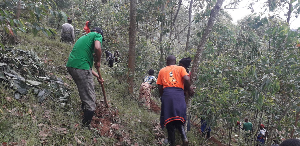 KamubugaS's tweet photo. @GakenkeDistrict ibikorwa by'umuganda mu murenge wa @KamubugaS byaranzwe no gucukura imirwanyasuri mu mashyamba atandukanye hano mu murenge. ES Sector @inzizaJbosco yifatanije n'abaturage ba Nyarungu Vill @NizeyimanaJmv13 @NyirarugeroD @MushaijaGeoffr3 @gatjmv @RwandaLocalGov https://t.co/IRBCODN5uC