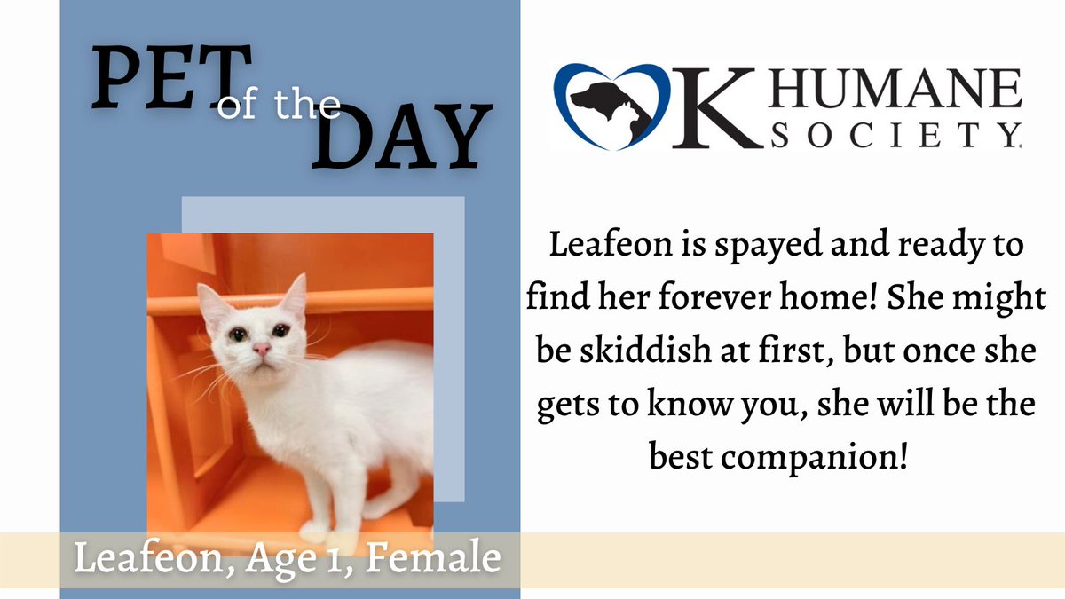 ravioliradio's tweet photo. #PetOfTheDay featuring Leafeon! Come swipe her up at the #OkHumane Society. Visit https://t.co/JDGXN1h0KD for more information! https://t.co/V10txbBYYp