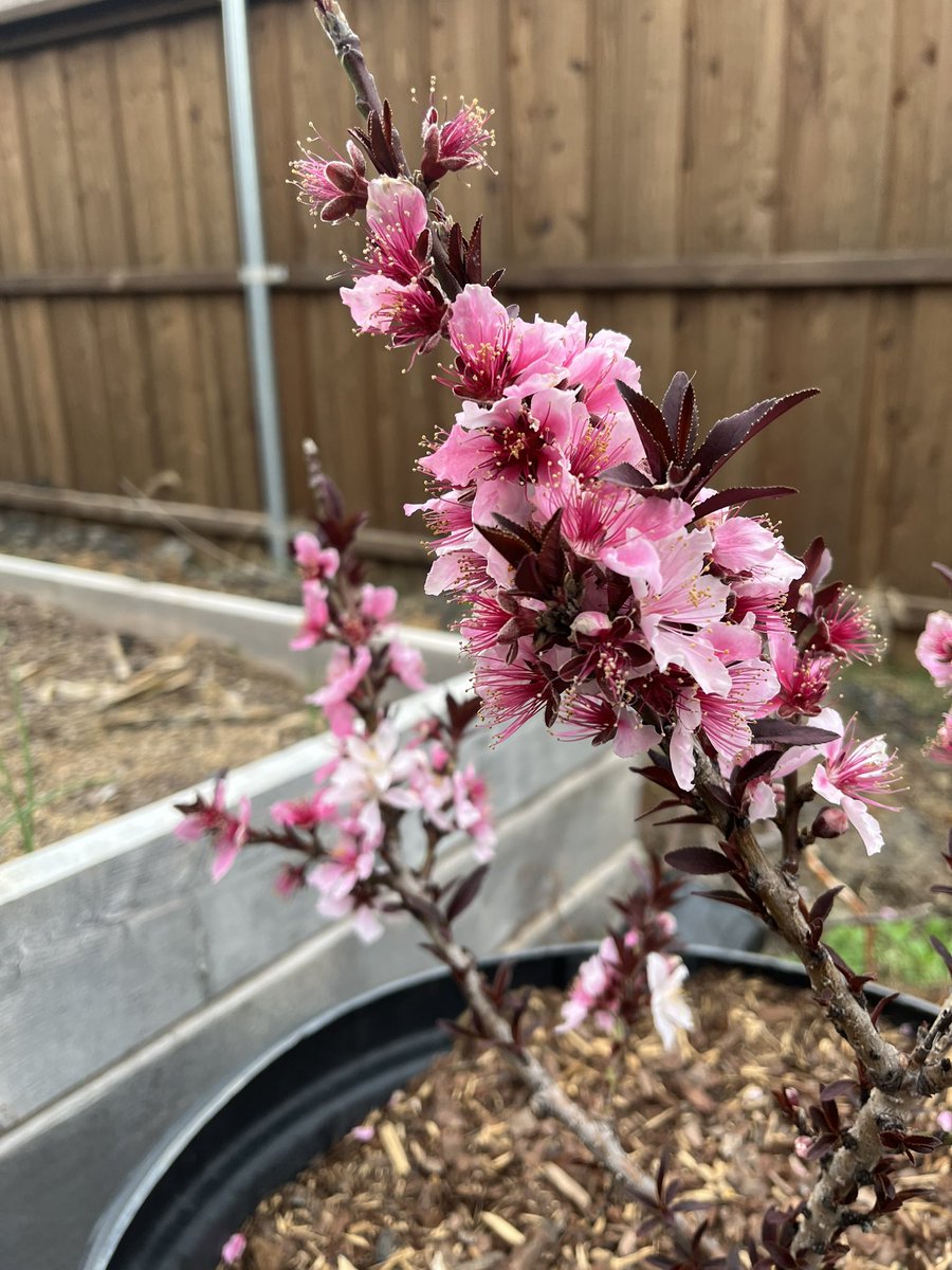 007KTexan's tweet photo. @VoltInuOfficial @cryptocom #springshower #voltath https://t.co/TLaPajaqax