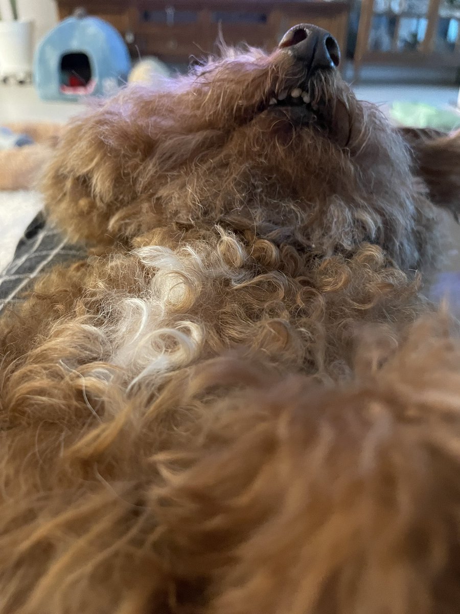 ChocoBaak's tweet photo. 무릎위에서 https://t.co/oStWWak4es