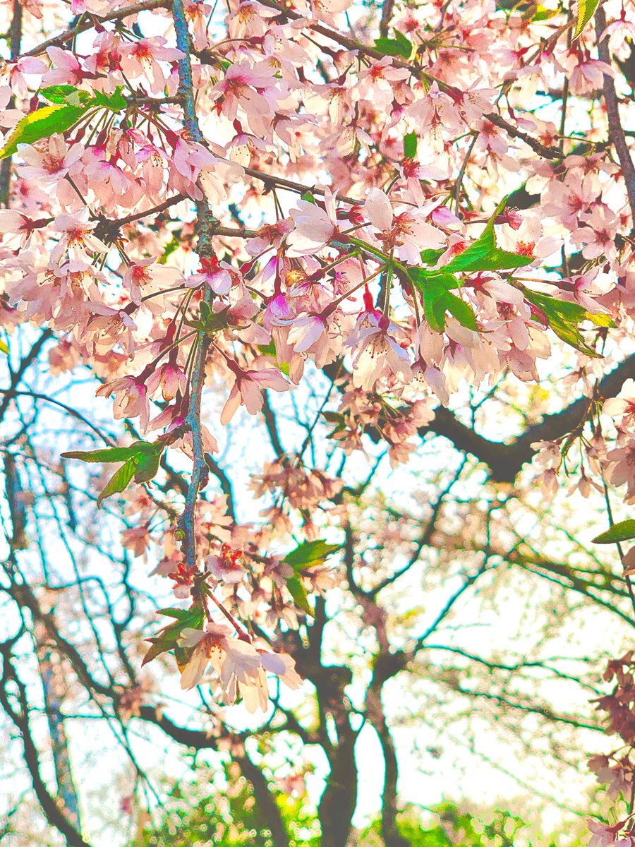 少し前ですが、桜(*´︶`*)🌸
やっぱりお散歩はよい～(  *˘꒳˘*)🌸