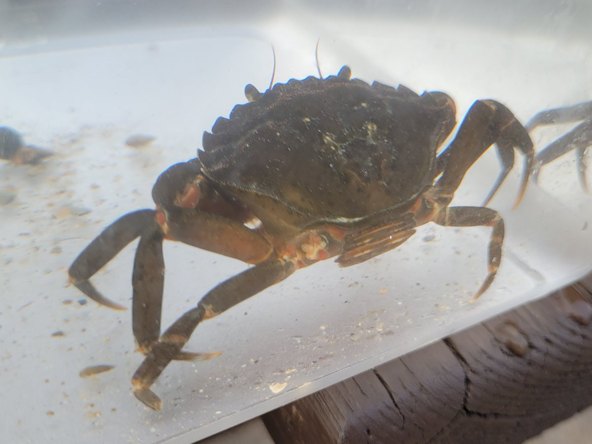 rockpoolproject's tweet photo. Crabs galore! Thank you to everyone who made #time2move successful. #Day4 was another fun one full of crabs. ๐ฆ Can't wait to see what we run next!
#therockpoolproject @T2MHolidayProg @PavilionFal https://t.co/kSOYEP7RHQ