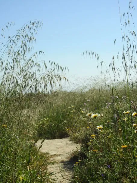 There are so many grasses in the Portugal that my wonderful flora book exclaims ‘it is beyond the scope of this book to describe all the species in the region‘!

 buff.ly/2J5HYbp