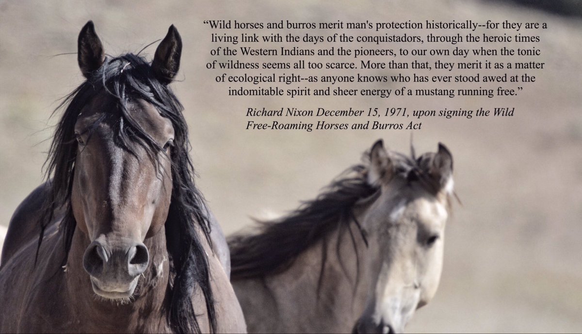 CagesFree's tweet photo. A mustang running free
#ReturnToFreedom #NoHorseSlaughter #WildHorses
Stop feeding your greed
No more #HorseRacing 😡
#StopWildHorseRoundups!🐴
#OpHorseRacing https://t.co/pPRqdYCHo7