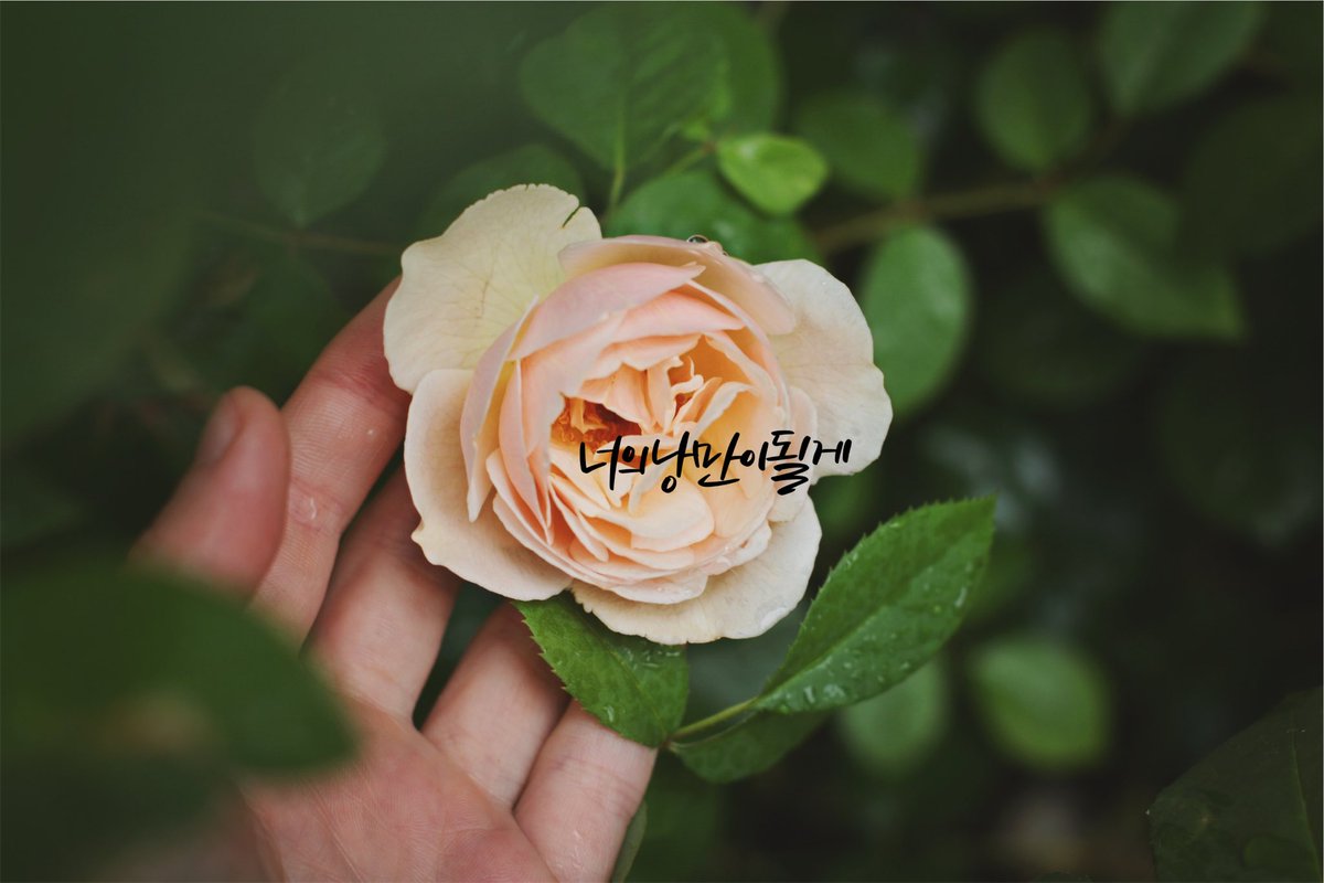 너의 낭만이 될게