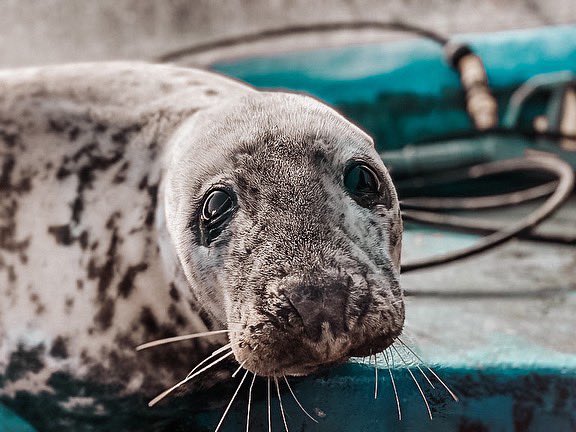 𝙱𝙰𝙽𝙰𝙽𝙰 𝚄𝙿𝙳𝙰𝚃𝙴 🦭🍌

Your orders meant we were able to adopt a seal @thecornishsealsanctuary and with your help we chose Banana! 

Banana is: 

🍌 A jokester - cheeky, playful and fun
🥱 Lazy by nature 
🌞 Loves sunbathing by the pool
🐟 Loves feeding time!