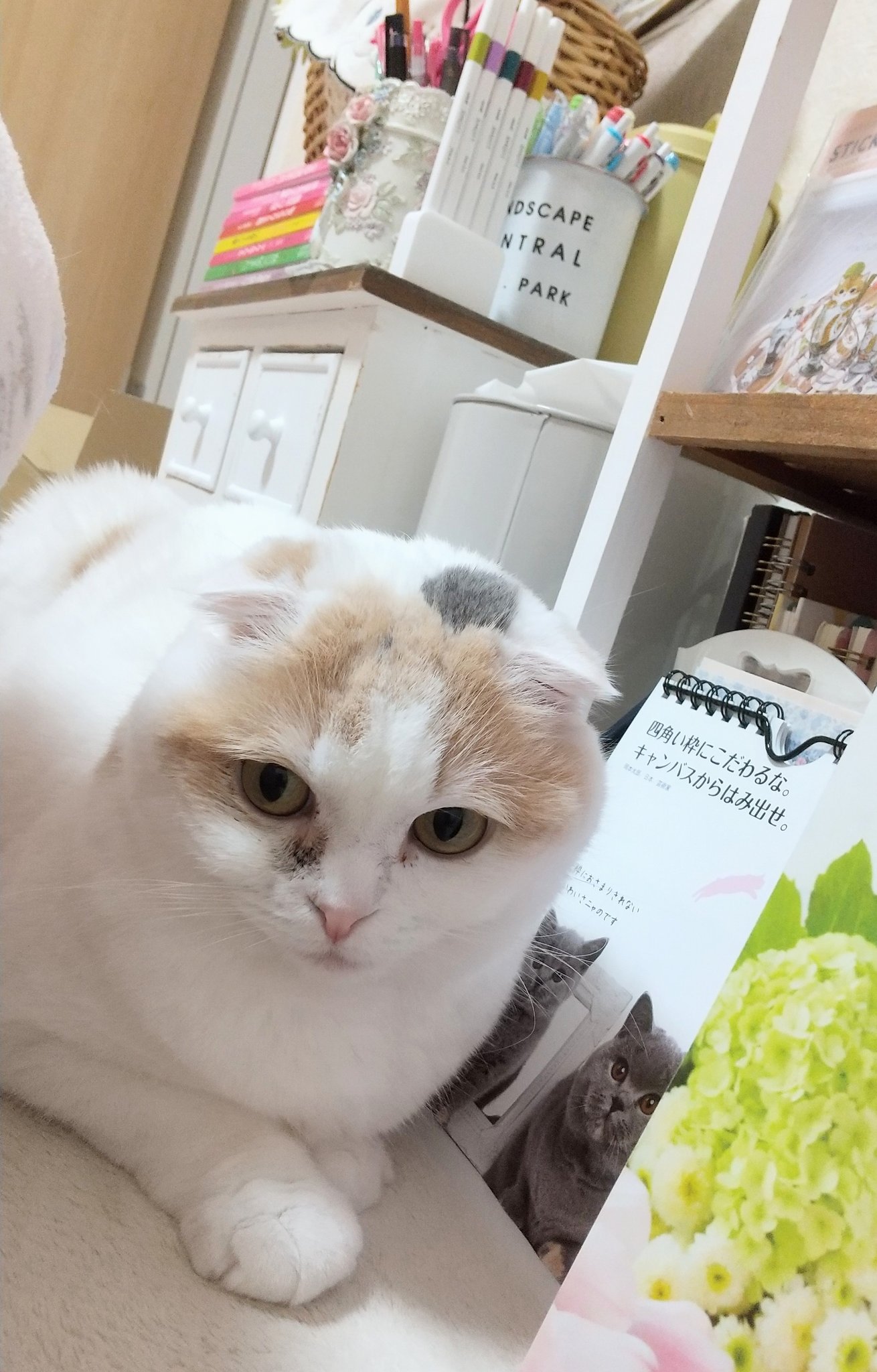 猫怒る Twitter Search Twitter