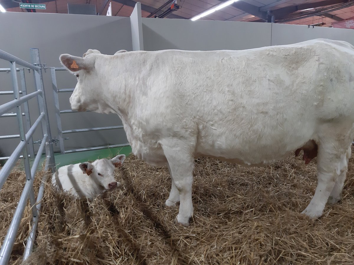 JeunesAgri49's tweet photo. [Foire d'Angers]
Rendez-vous au parc des expositions pour venir découvrir le stand @JeunesAgri49 🐄

Merci à nos partenaires @CreditMutuel @Interbev_PdL @BRILAC_Interpro @CRPBretagne @PassionCereales @cniel @terrenacoop @semae_officiel
#jereleveledefi https://t.co/nNJKQwNsMo