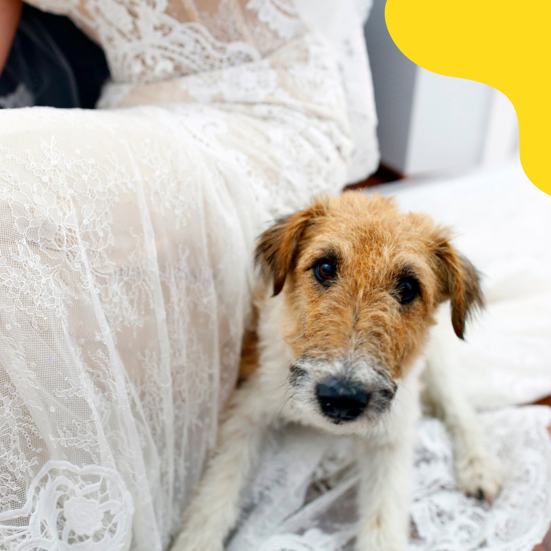 alkweddings's tweet photo. Are you a fan of #dogs  at #weddings?  In the West Country we've gone #barking mad! #loveofdogs https://t.co/vV6OcTfbw8